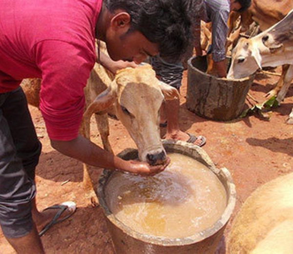 Medical Seva – Veterinary Care