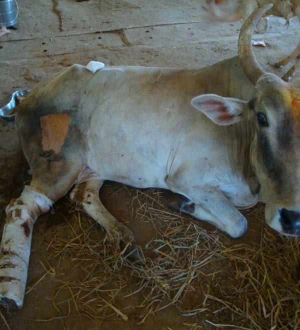 Feed Cows – Gaugraas Seva